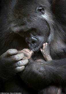 Baby Cradles
